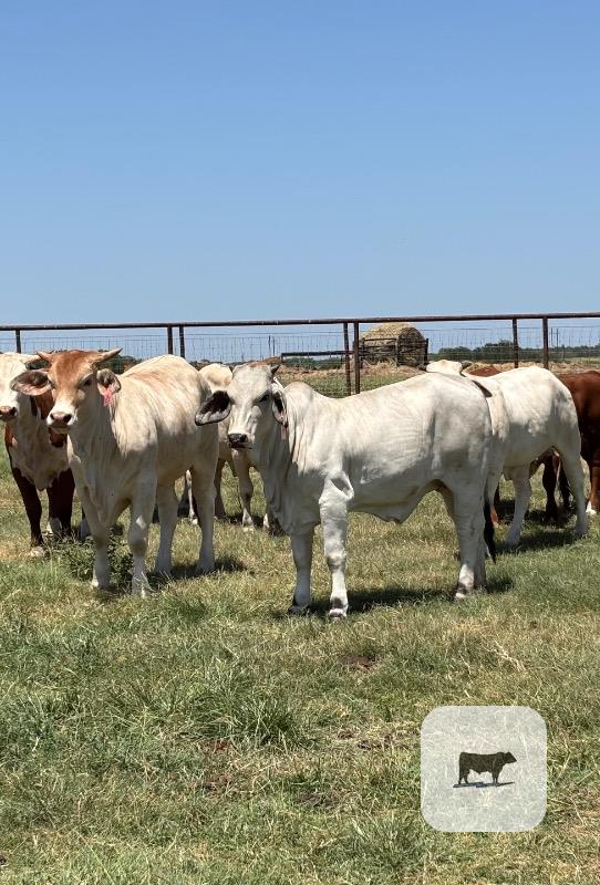 Cattle Range Listing Photo