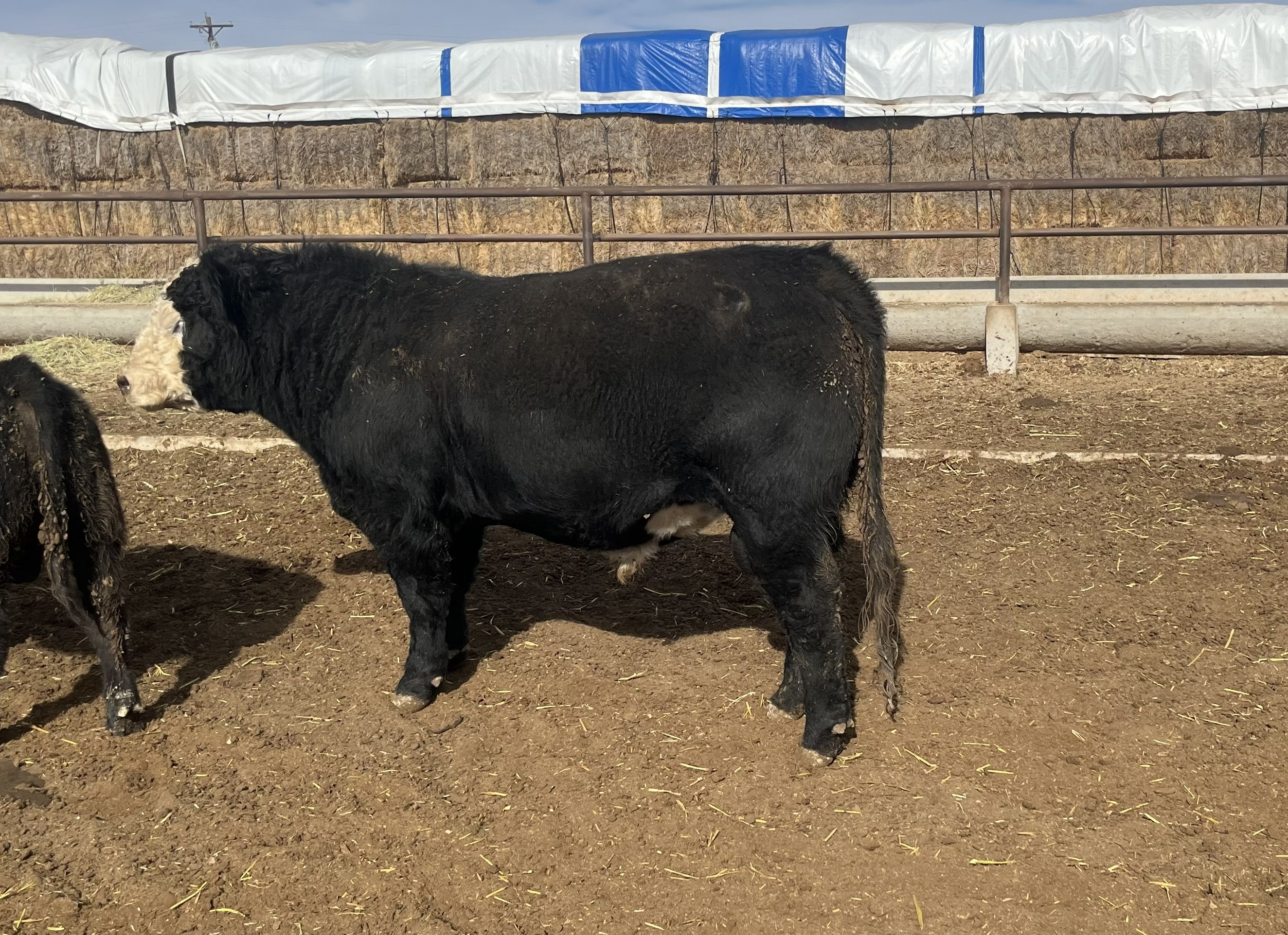 Cattle Range Listing Photo