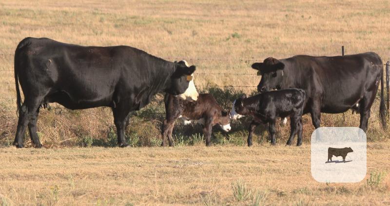 US Plans to Open Land for Cattle Ranching as Beef Prices Soar