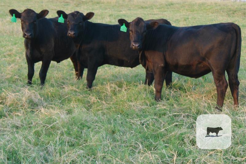Cattle Range Listing Photo