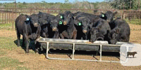 7 Reg. Angus Bulls... East TX