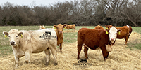 12 Red Angus, RWF & Charolais Cross Bred Heifers w/ 3+ Calves... Southwest MO