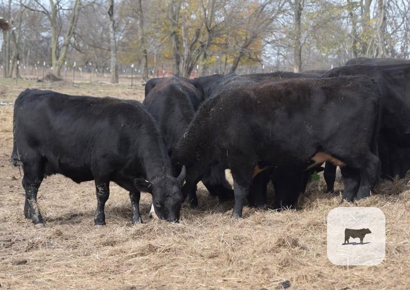 Cattle Range Listing Photo