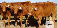 75 Reg. Full Blood Red Wagyu Rep. Heifers... Southwest OK