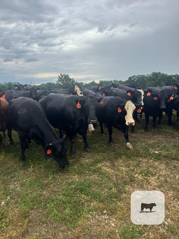 Cattle Range Listing Photo