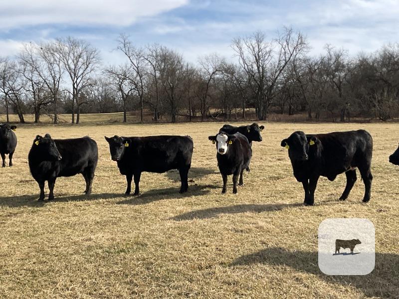 Cattle Range Listing Photo