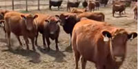 80 Red Angus Cows... W. Central NE