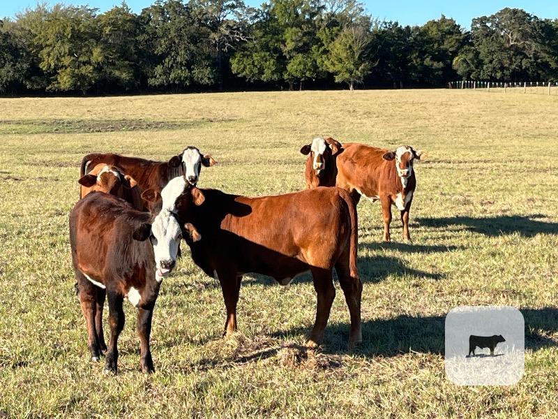 Cattle Range Listing Photo 3