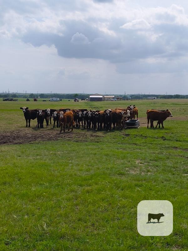 Cattle Range Listing Photo