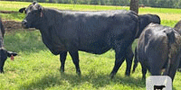 18 Angus/Brangus & 'BWF' Cows w/ 2+ Calves... Central TX