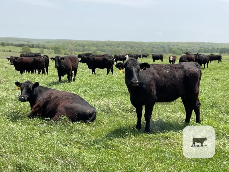 Cattle Range Listing Photo