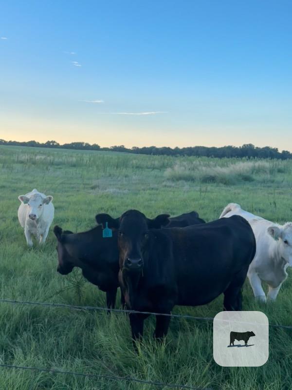 Cattle Range Listing Photo
