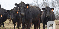 90 Angus, BWF & Crossbred Cows... E. Central OK