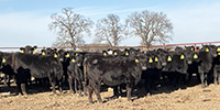 80 Angus & BWF Rep. Heifers... Southwest MO