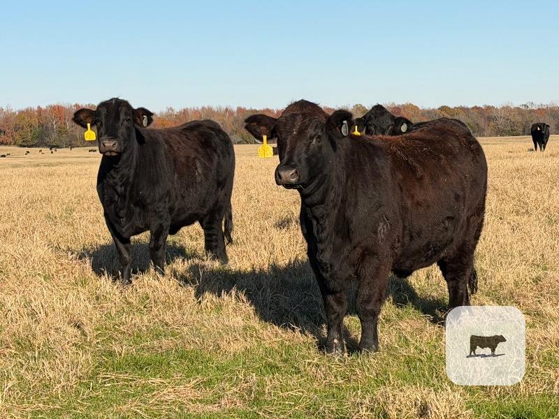 Cattle Range Listing Photo