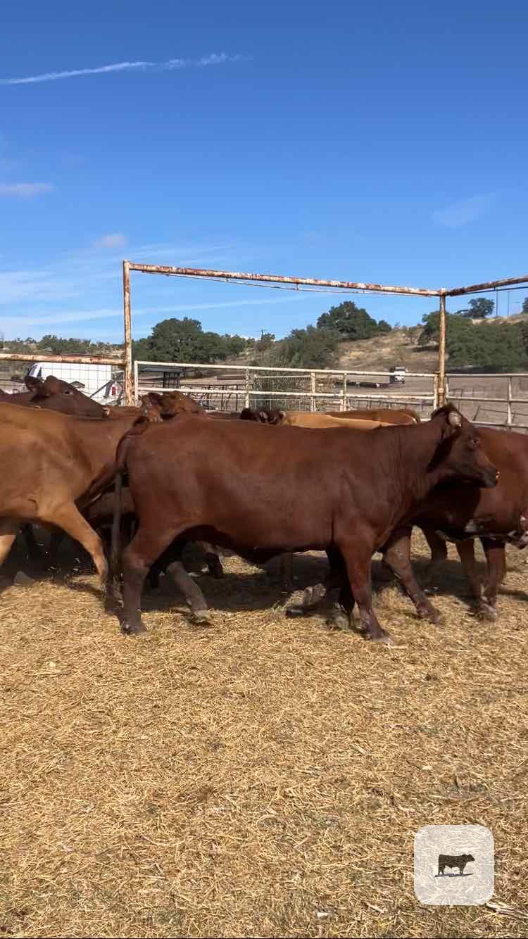 Cattle Range Listing Photo