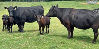 2 Reg. Angus Pairs... N. Central TX