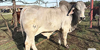 1 Reg. Brahman Bull... Central TX (1)