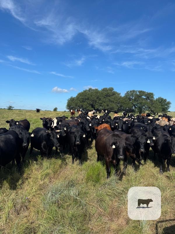Cattle Range Listing Photo