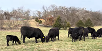 22 Angus Cows w/ 13 Calves... Southwest MO