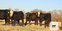 6 Angus/BWF 1st-Calf Pairs... Central TX