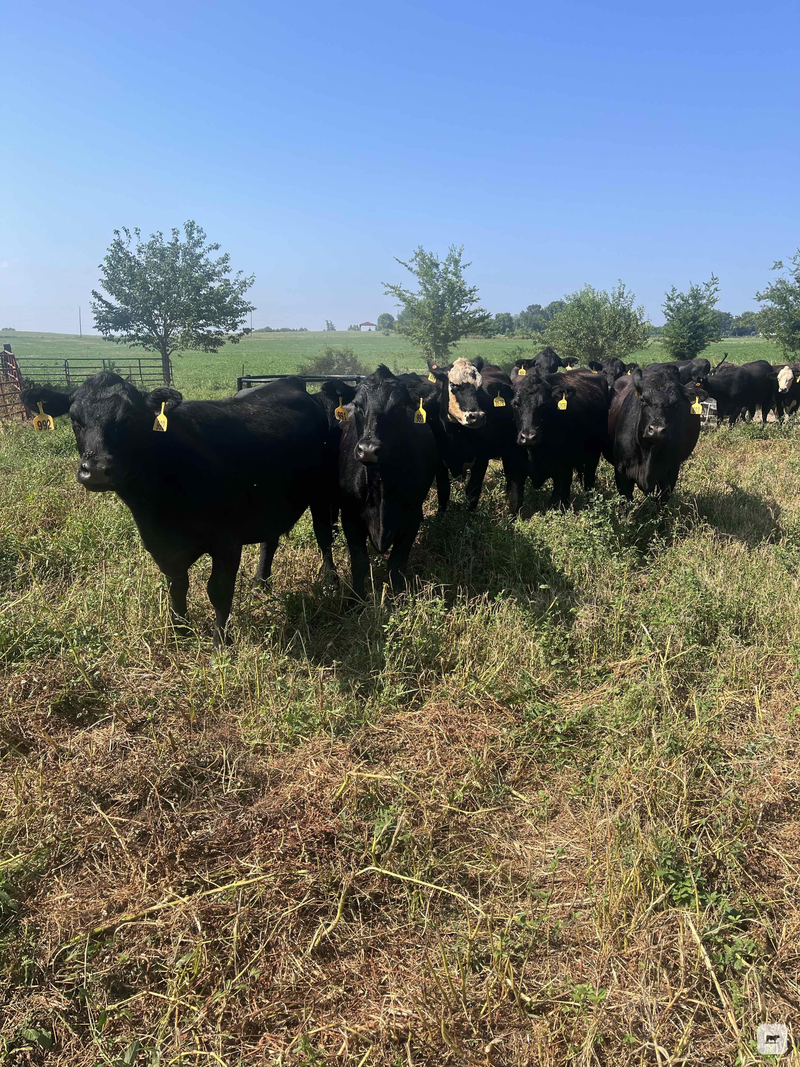 Cattle Range Listing Photo
