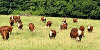 100	Red Angus Cross Cows... Southeast OK
