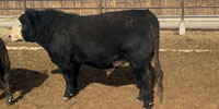 2 Angus & Black Baldy Bulls... TX Panhandle