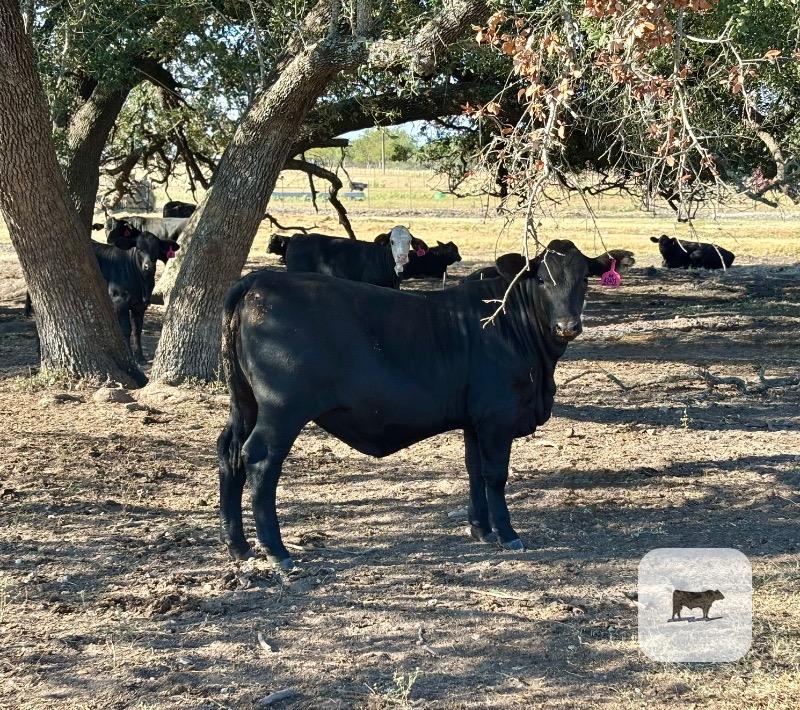 Cattle Range Listing Photo