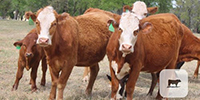 22 Red Angus/Hereford Cross 'RWF' 1st-Calf Pairs... Central TX