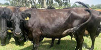 55 Angus & Crossbred Cows w/ 25+ Calves... Central FL