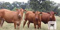75 Red Angus Plus Open Replacement Heifers... Central TX
