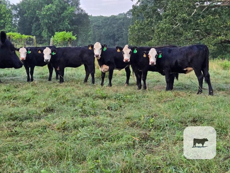Cattle Range Listing Photo