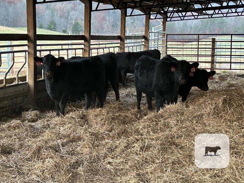 Cattle Range Listing Photo