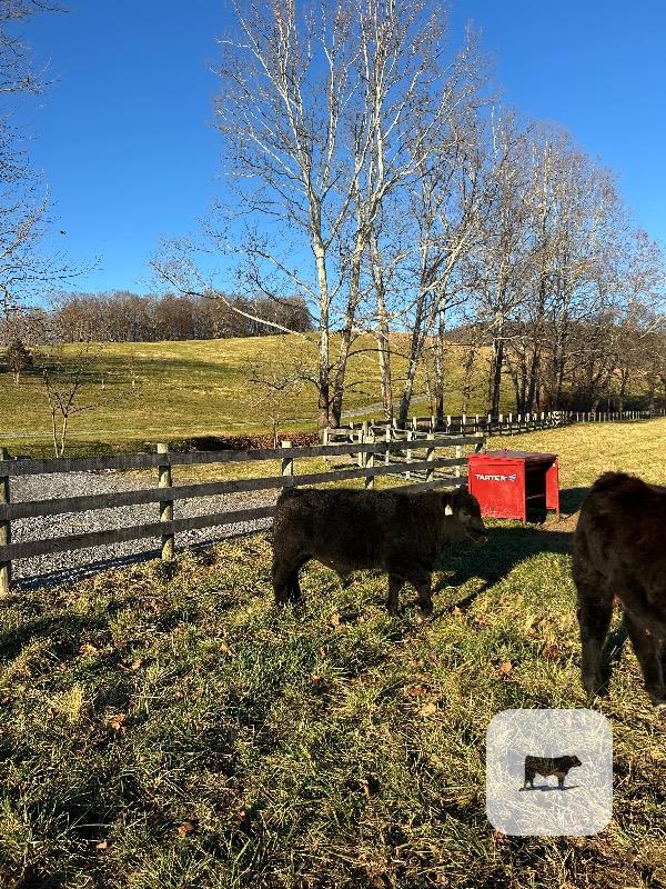 Cattle Range Listing Photo