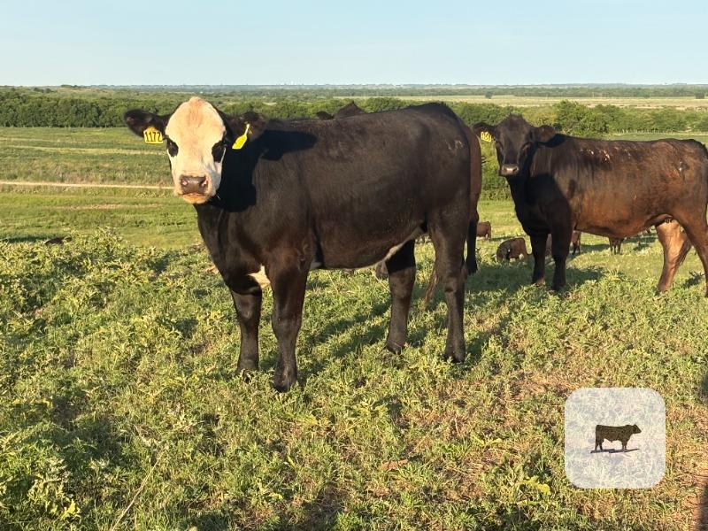 Cattle Range Listing Photo