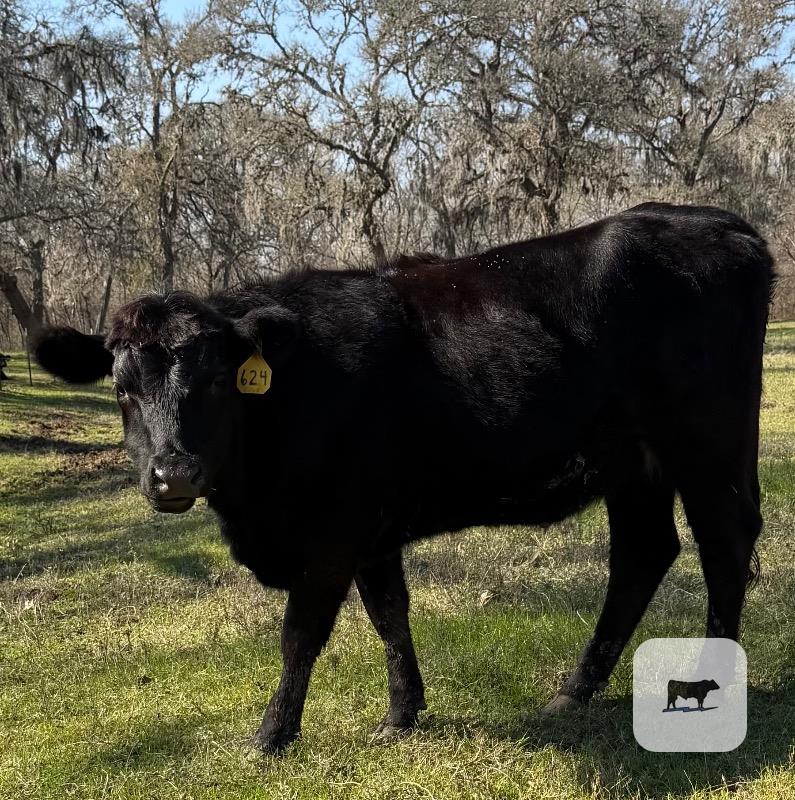 Cattle Range Listing Photo