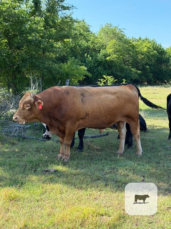 Cattle Range Listing Photo