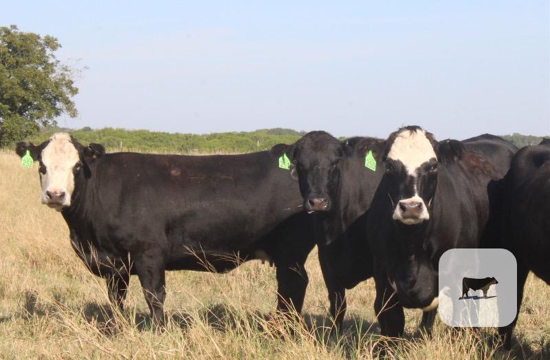 Cattle Range Listing Photo