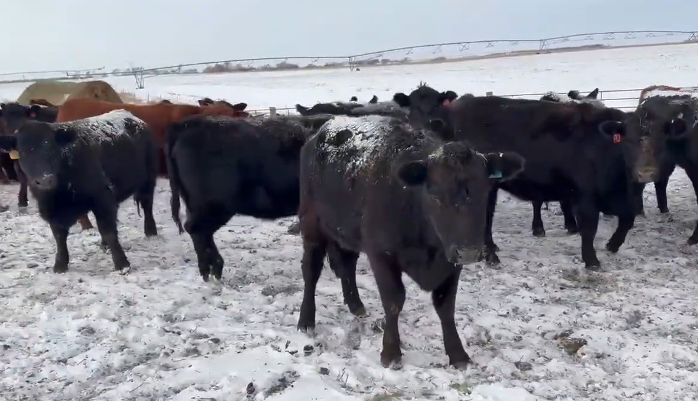 Cattle Range Listing Photo