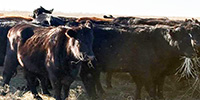 84 Angus, BWF, & Red Angus Cows... Southeast KS