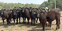 16 Angus & BWF Bred Heifers... Southwest MO