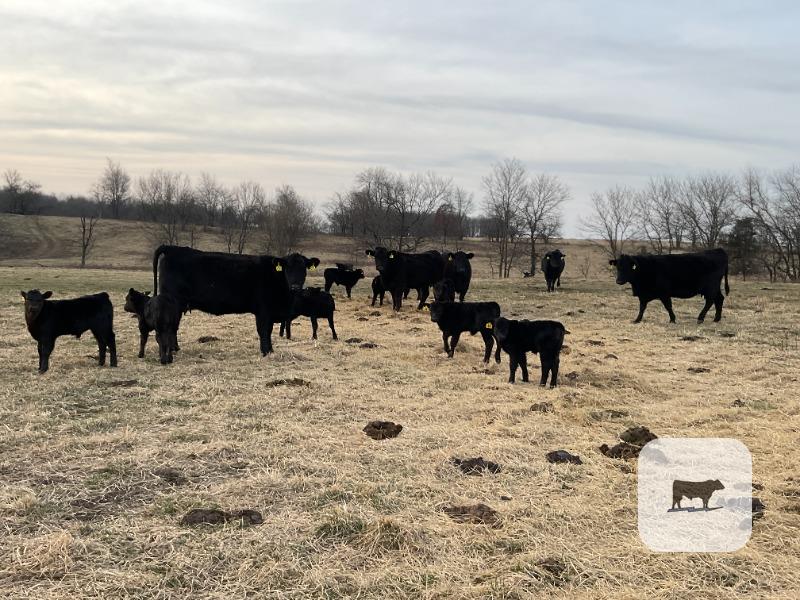 Cattle Range Listing Photo