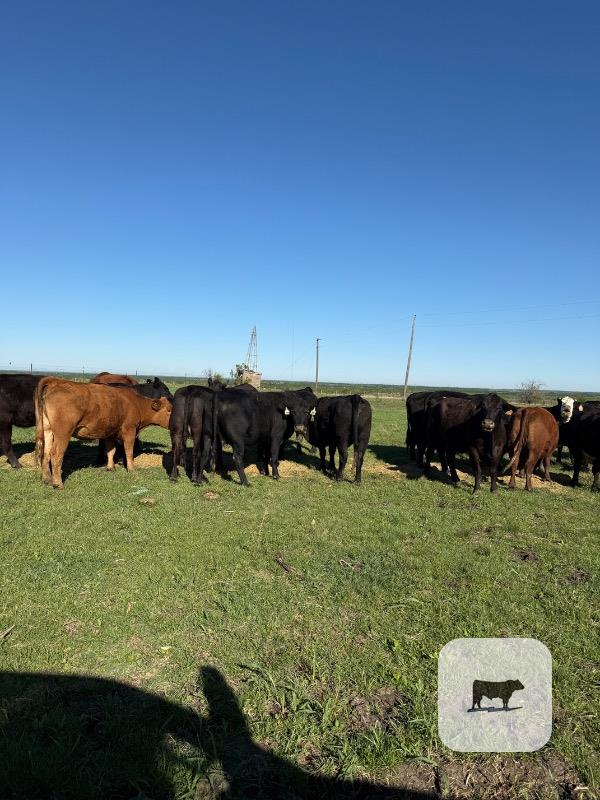 Cattle Range Listing Photo