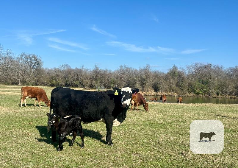 Cattle Range Listing Photo