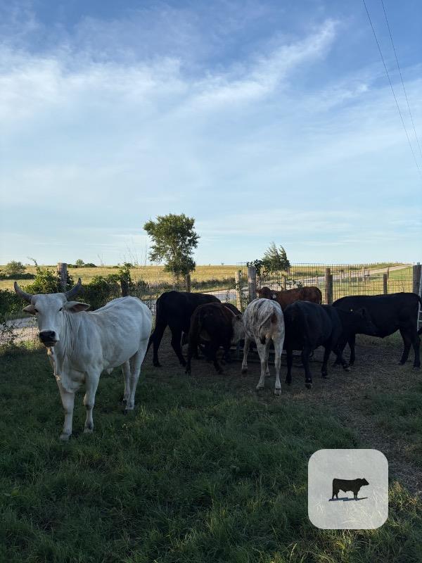 Cattle Range Listing Photo