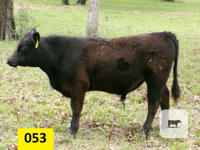 Cattle Range Listing Photo