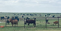 50 Crossbred Pairs... W. Central TX