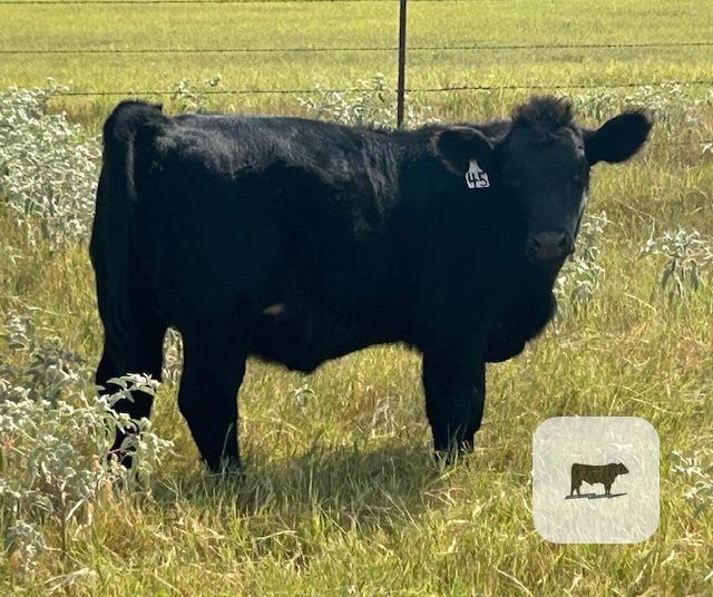 Cattle Range Listing Photo 4