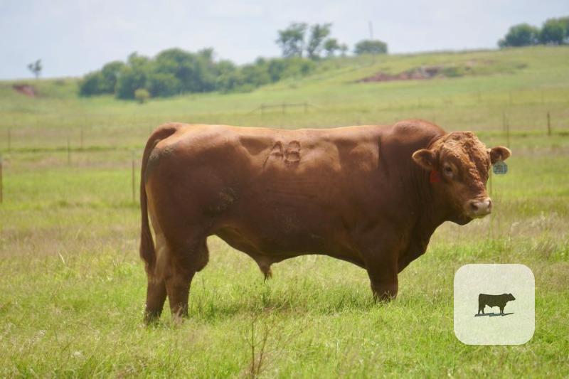Cattle Range Listing Photo